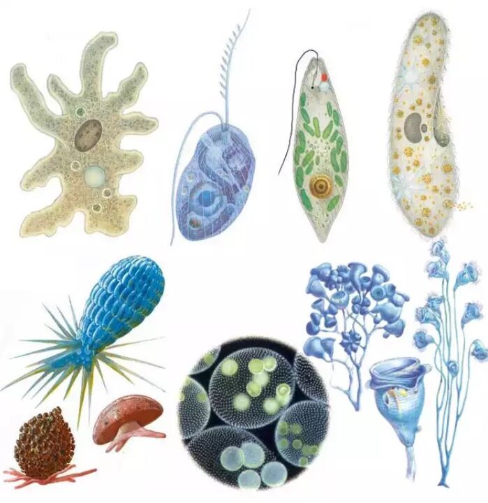 Parasites belong to the kingdom of protozoa, in which there are more than fifteen thousand species. 